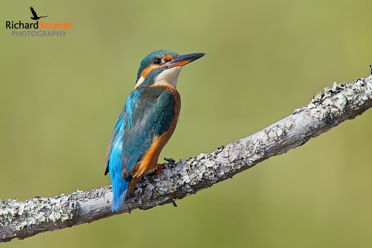 Kingfisher