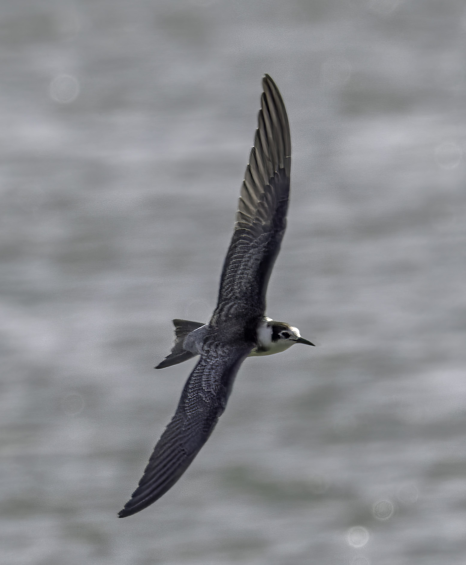 Black Tern