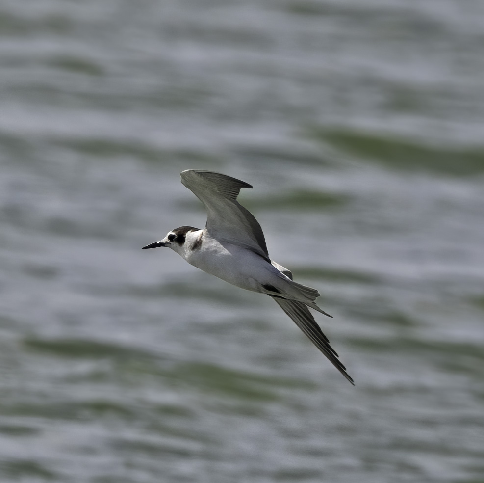 Black Tern