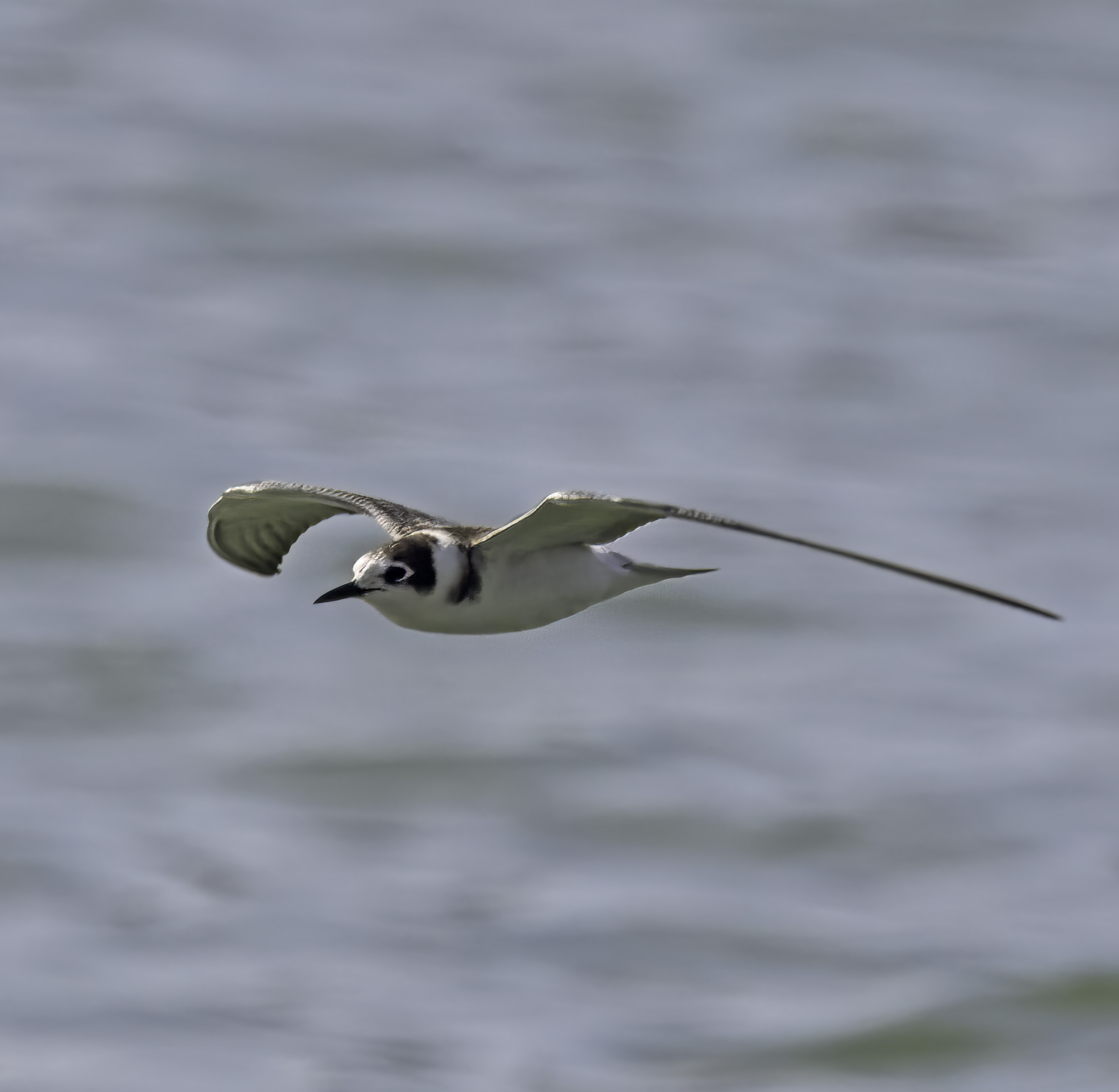 Black Tern