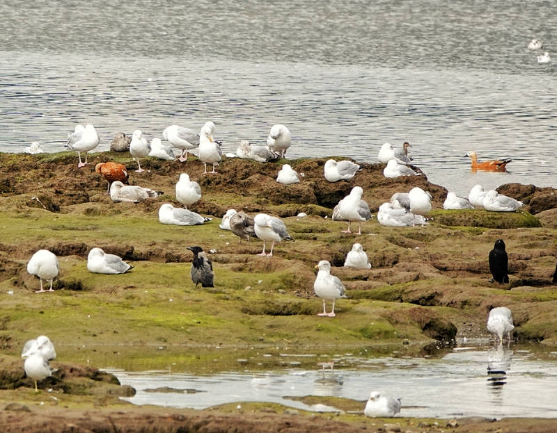 Ruddy Shelduck
