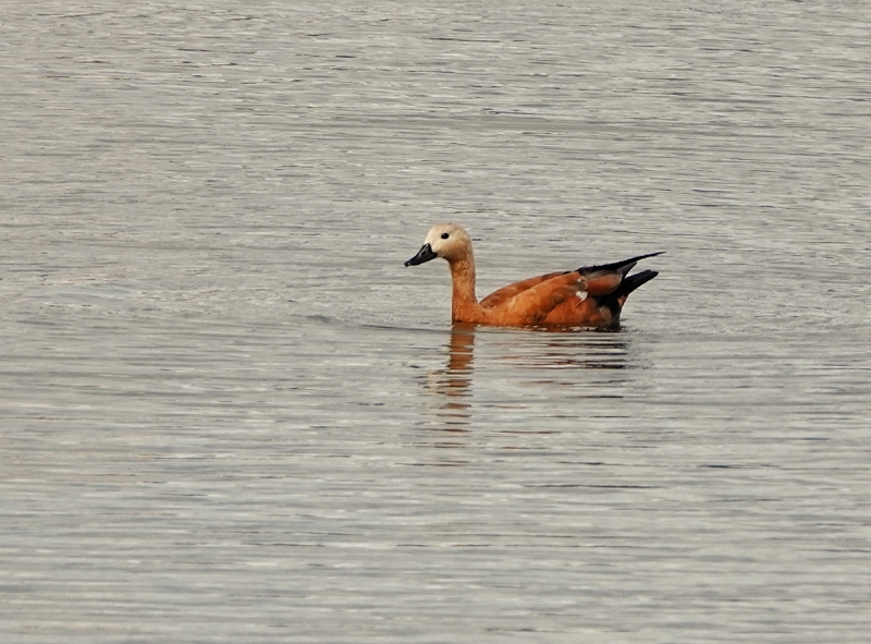 Ruddy Shelduck