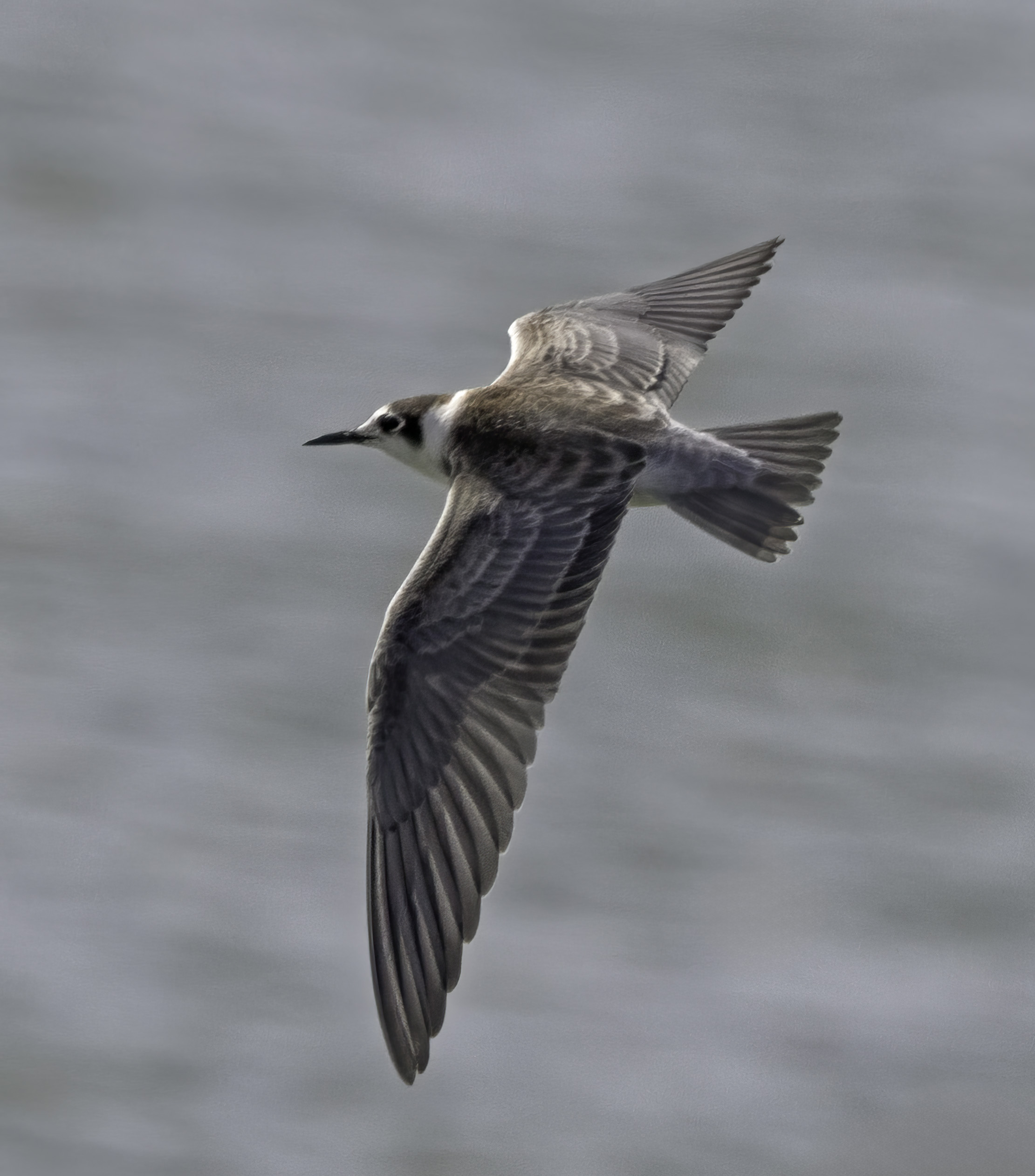 Black Tern