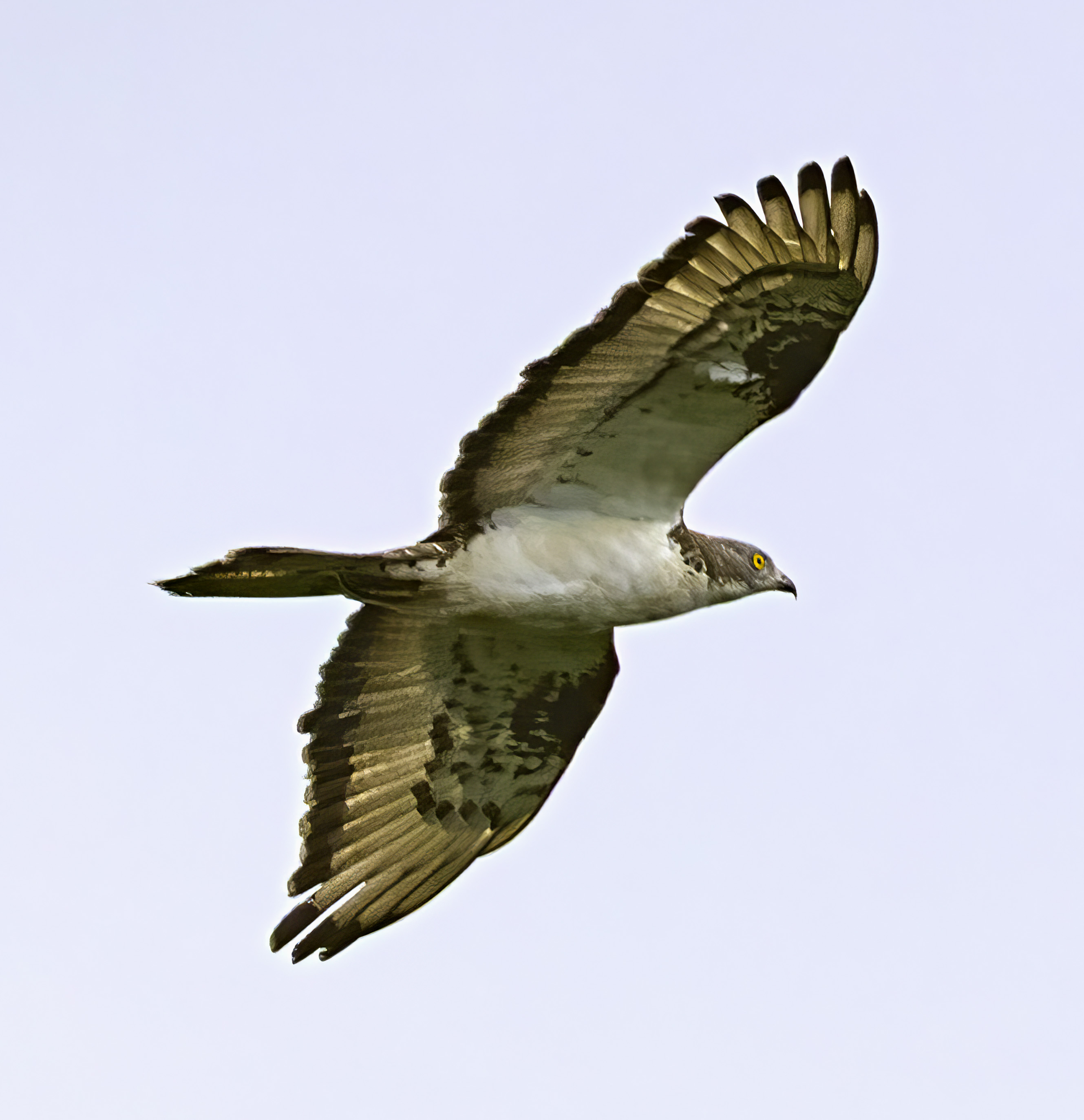 Honey Buzzard