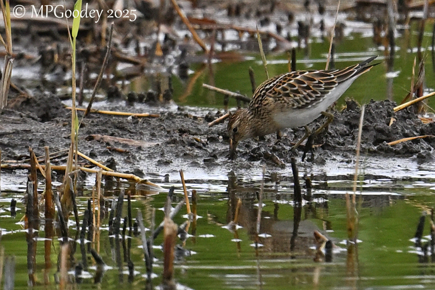 Pectoral Sandpiper