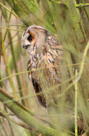 Long-eared Owl