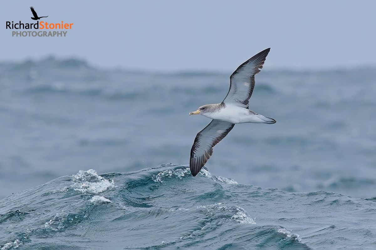 Cory's Shearwater