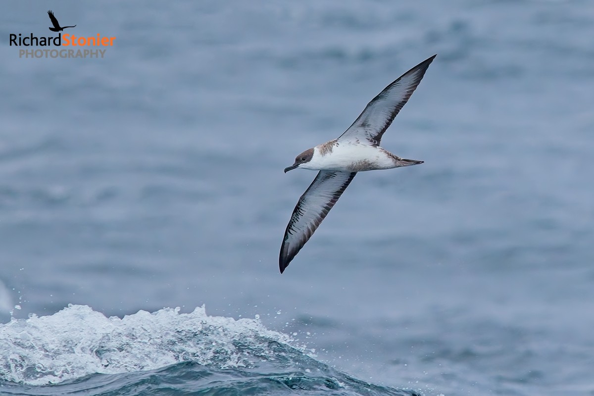 Great Shearwater