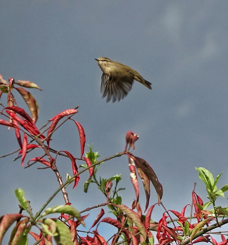 Chiffchaff