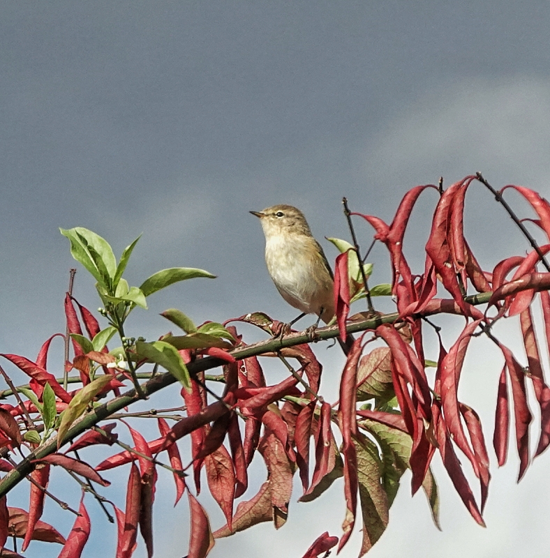 Chiffchaff