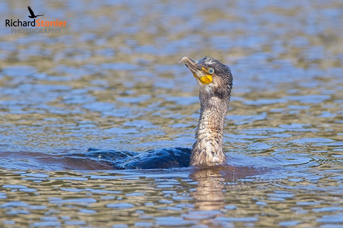 Cormorant