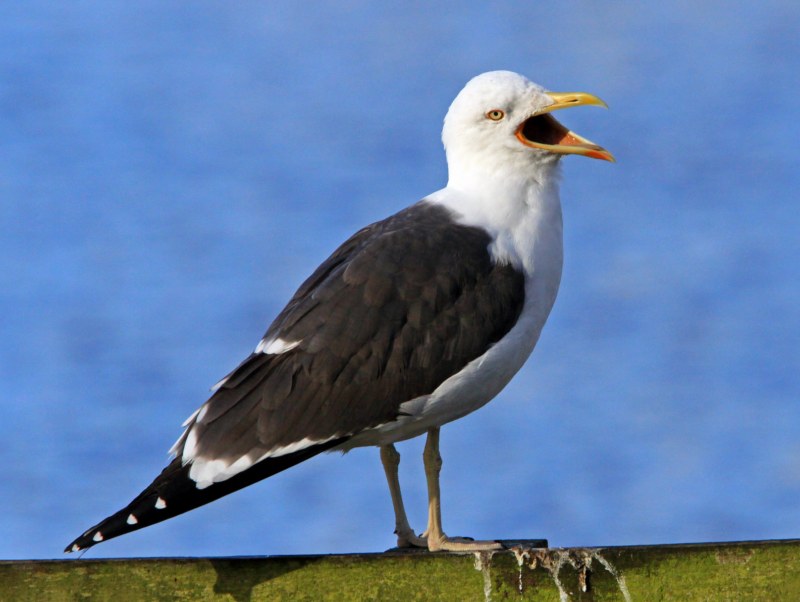 Lesser Black-backed Gull