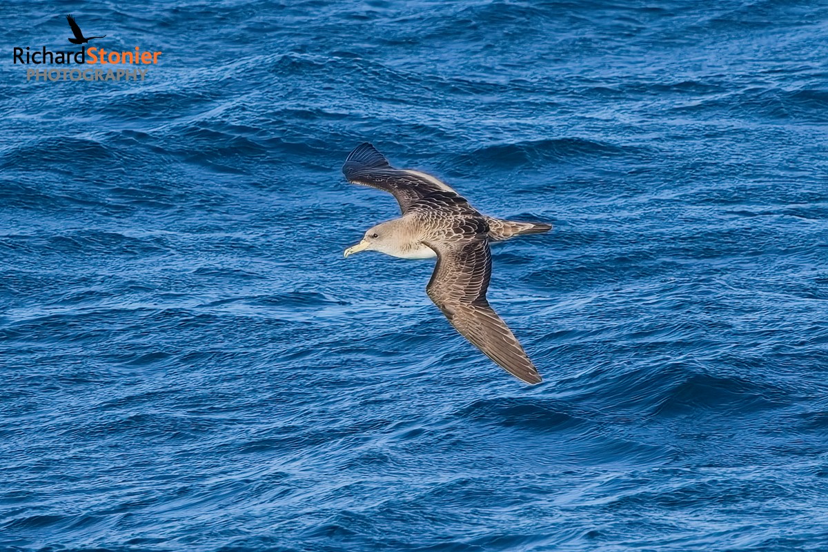 Cory's Shearwater