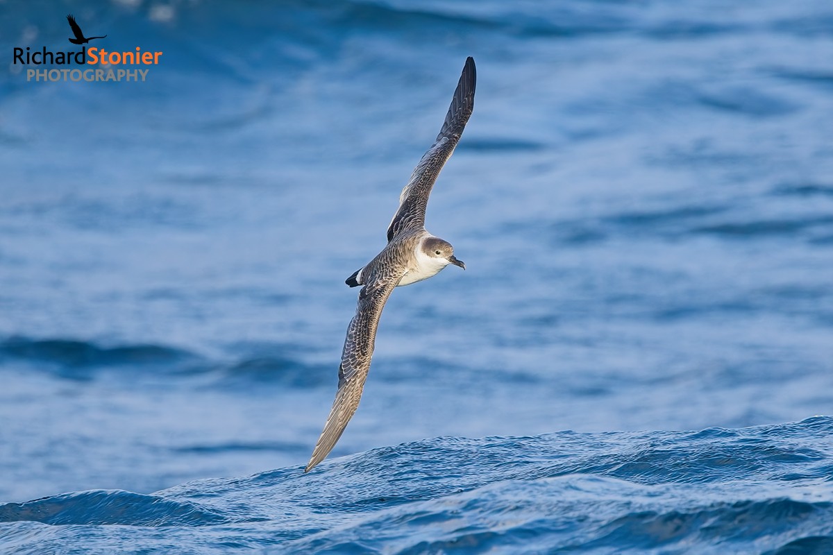 Great Shearwater