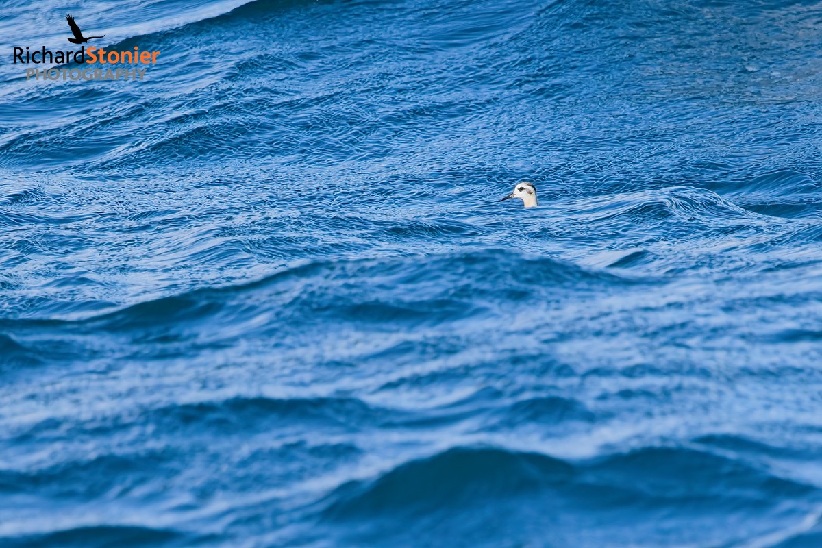 Grey Phalarope