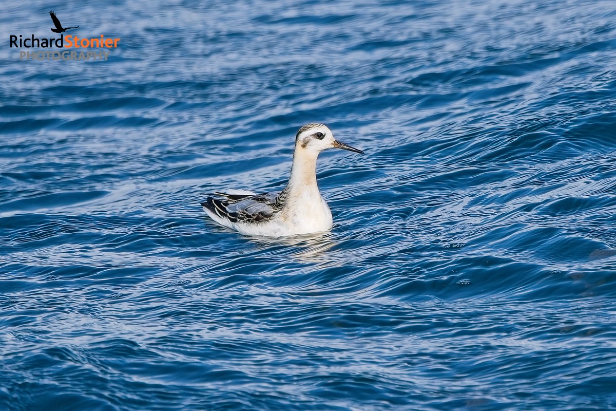 Grey Phalarope