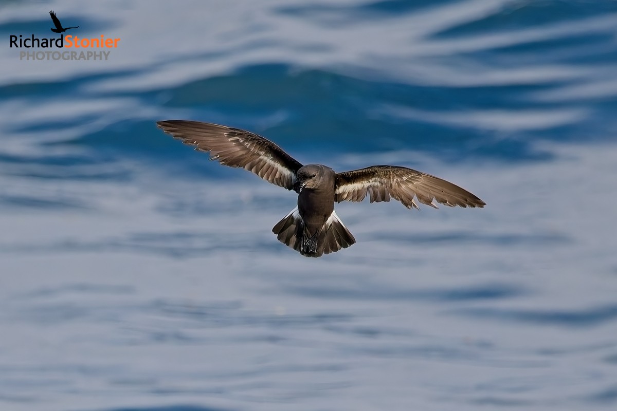 Storm Petrel