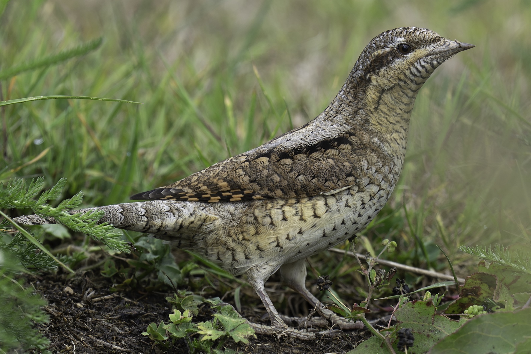 Wryneck