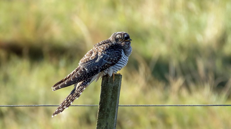 Cuckoo