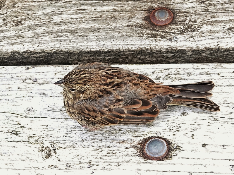 Yellowhammer