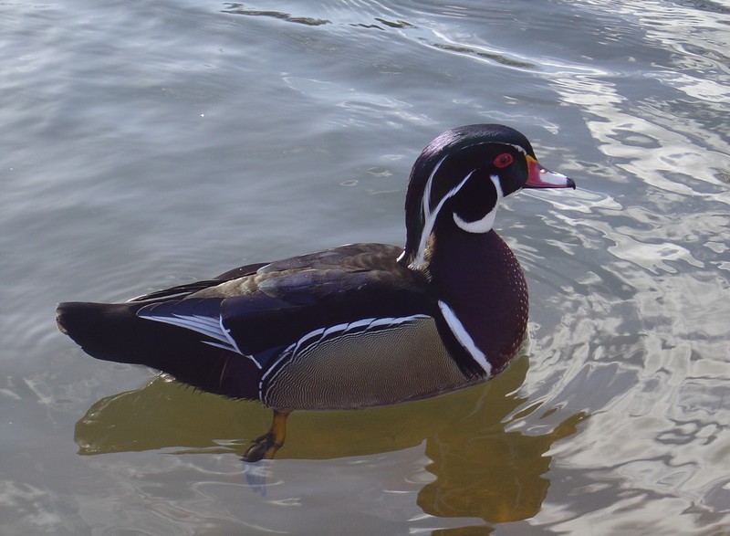 Wood Duck