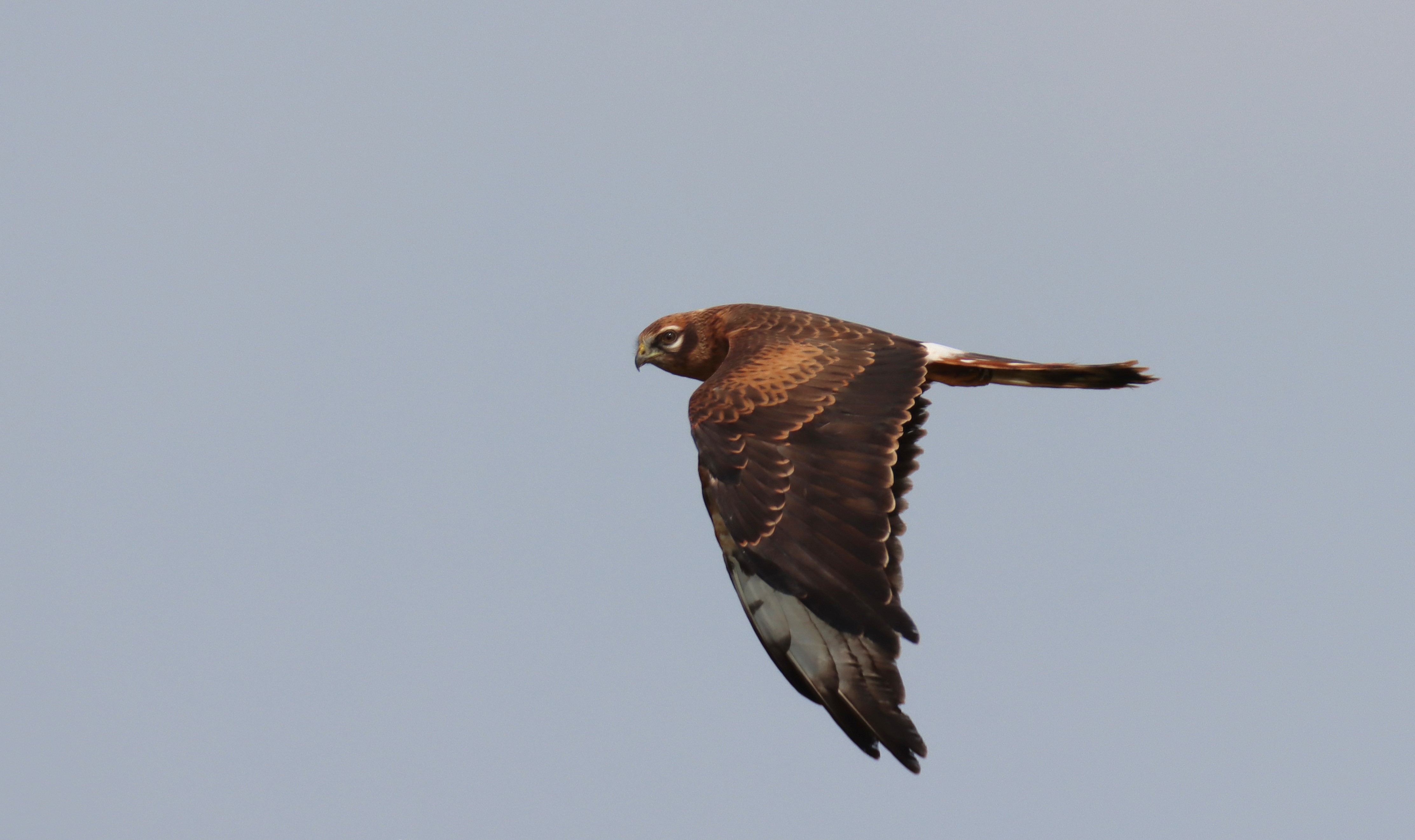 Montagu's Harrier