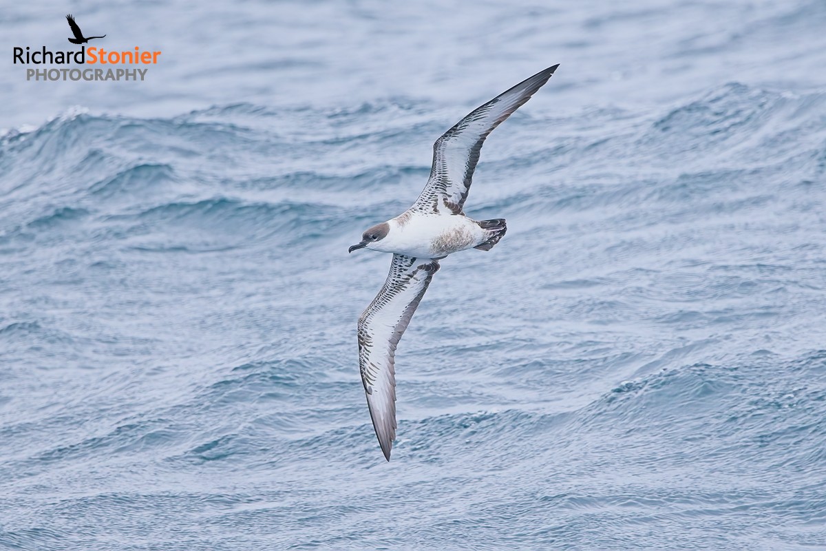 Great Shearwater