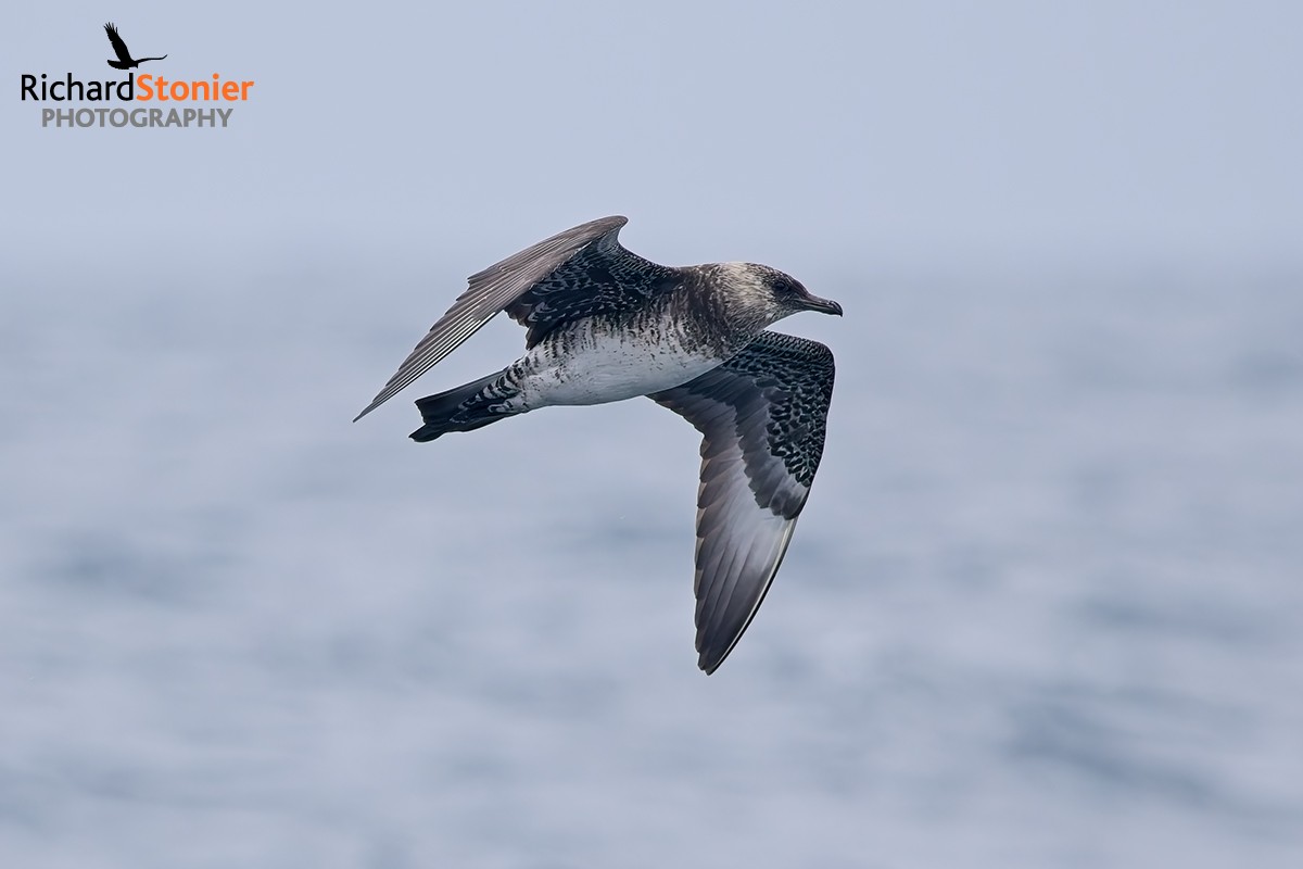 Pomarine Skua