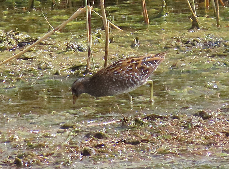 Spotted Crake