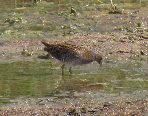 Spotted Crake