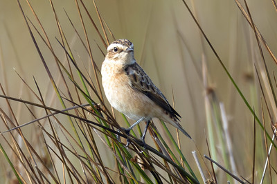 Whinchat