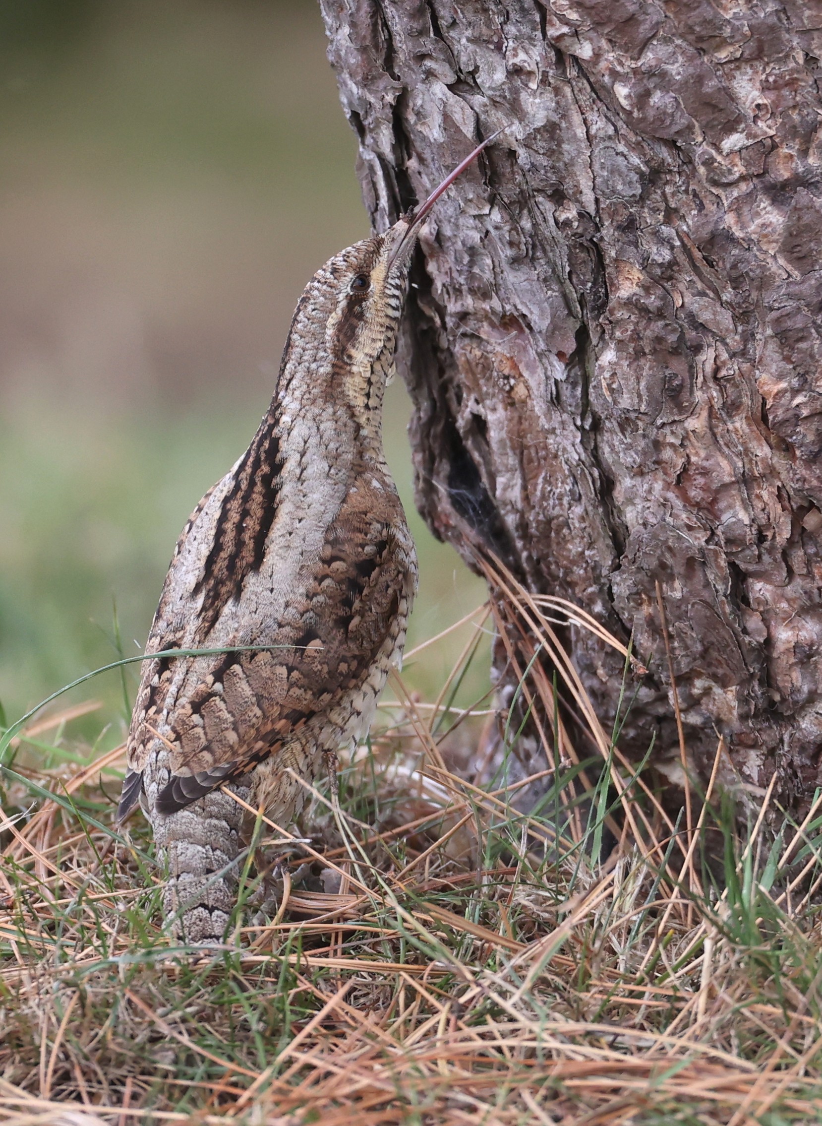 Wryneck