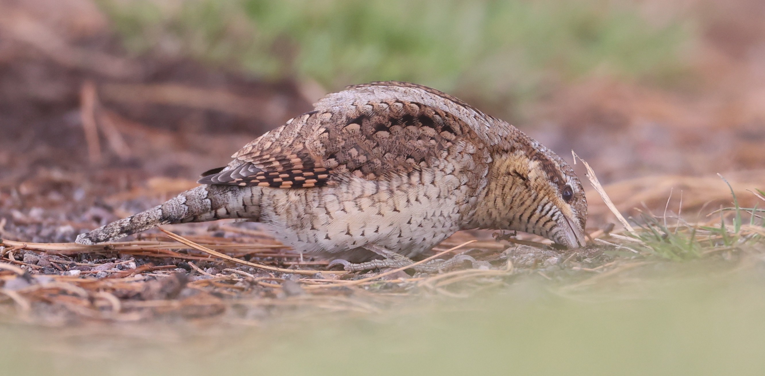 Wryneck