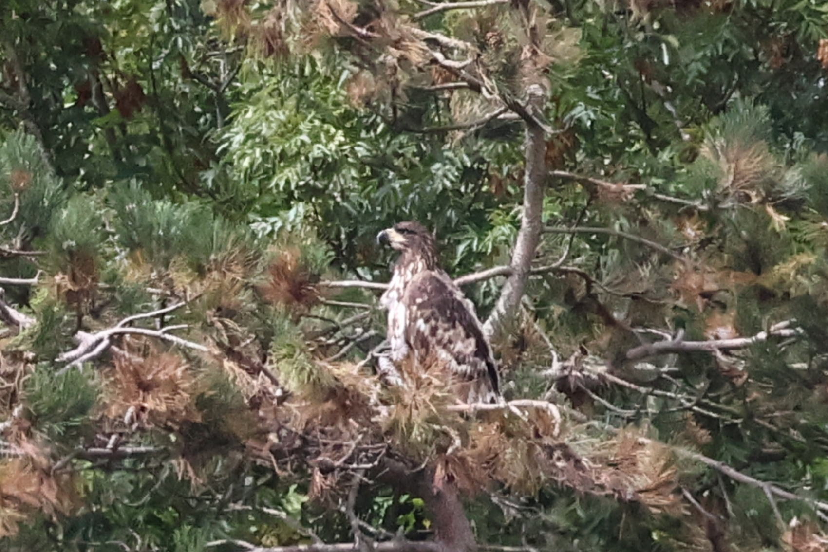 White-tailed Eagle