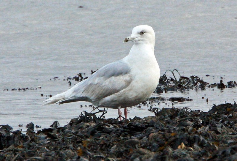 Iceland Gull