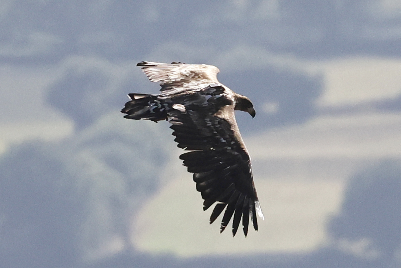 White-tailed Eagle