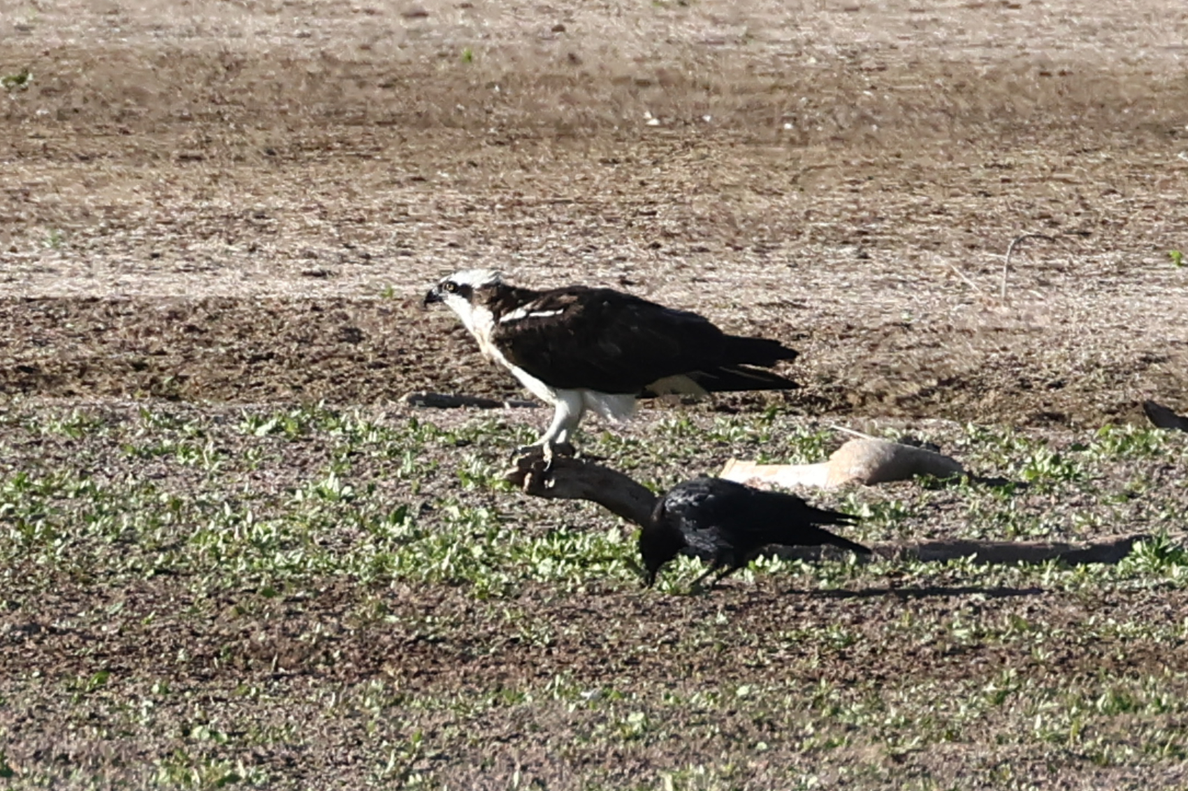 Osprey