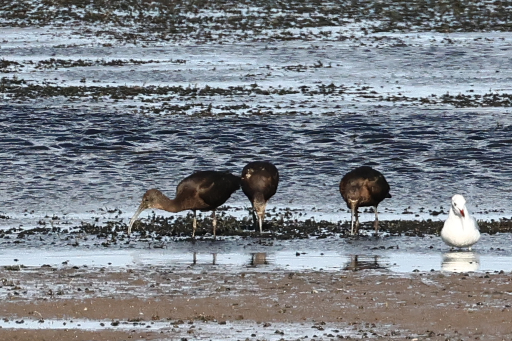 Glossy Ibis