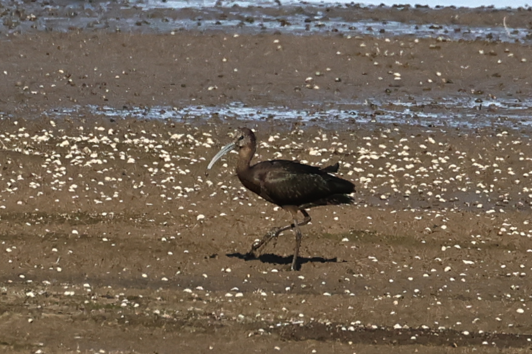 Glossy Ibis