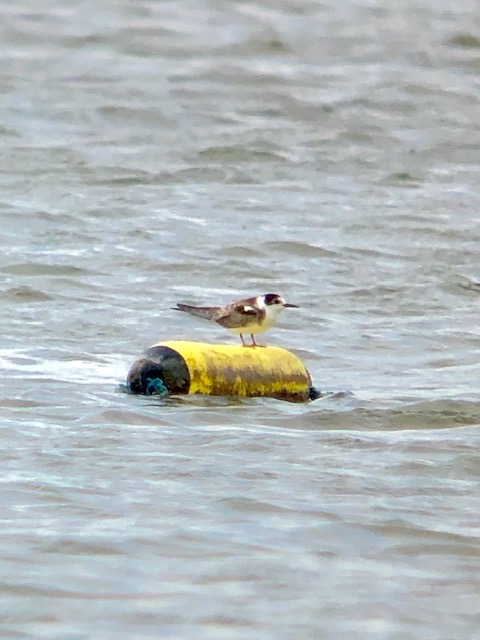 Black Tern