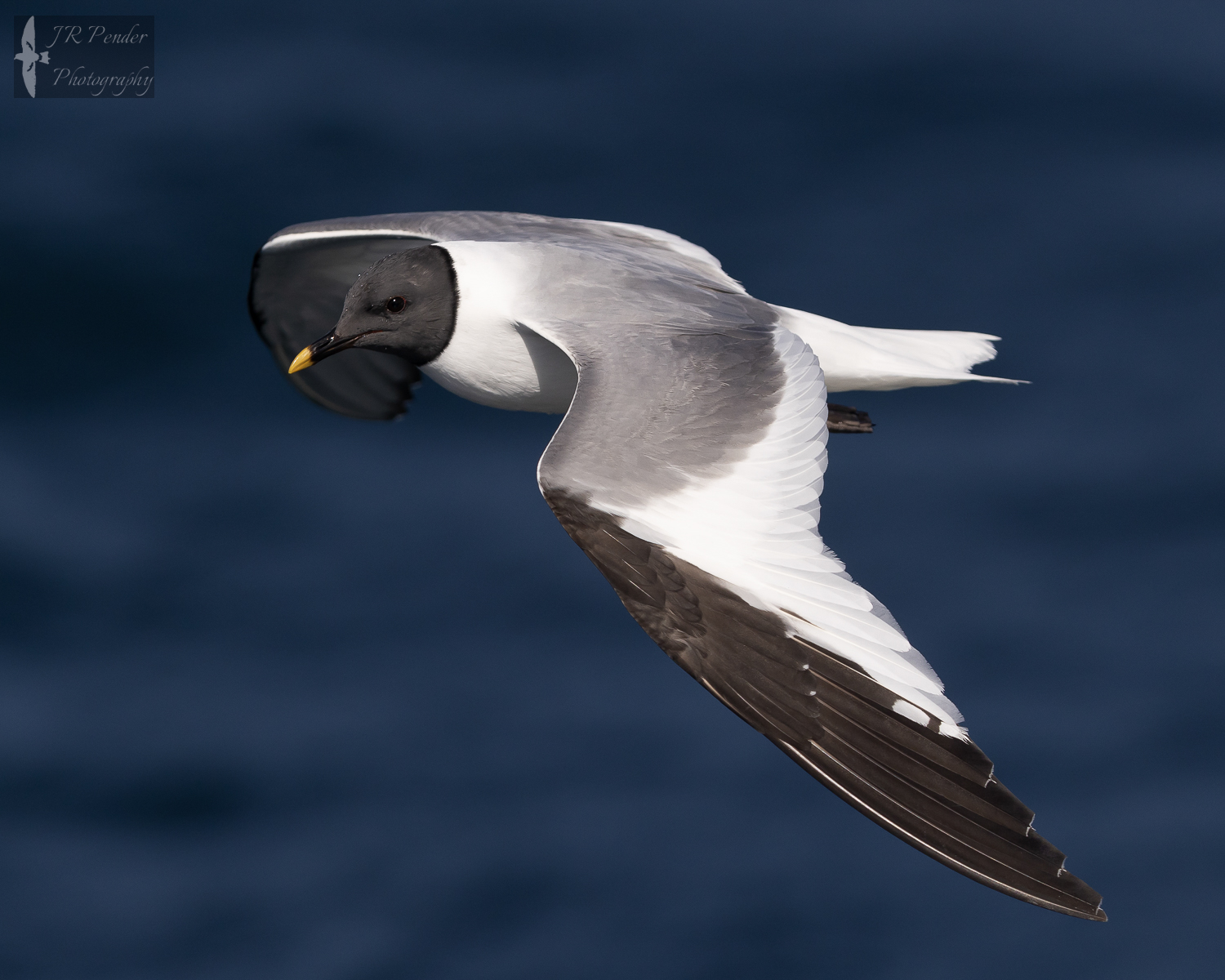 Sabine's Gull