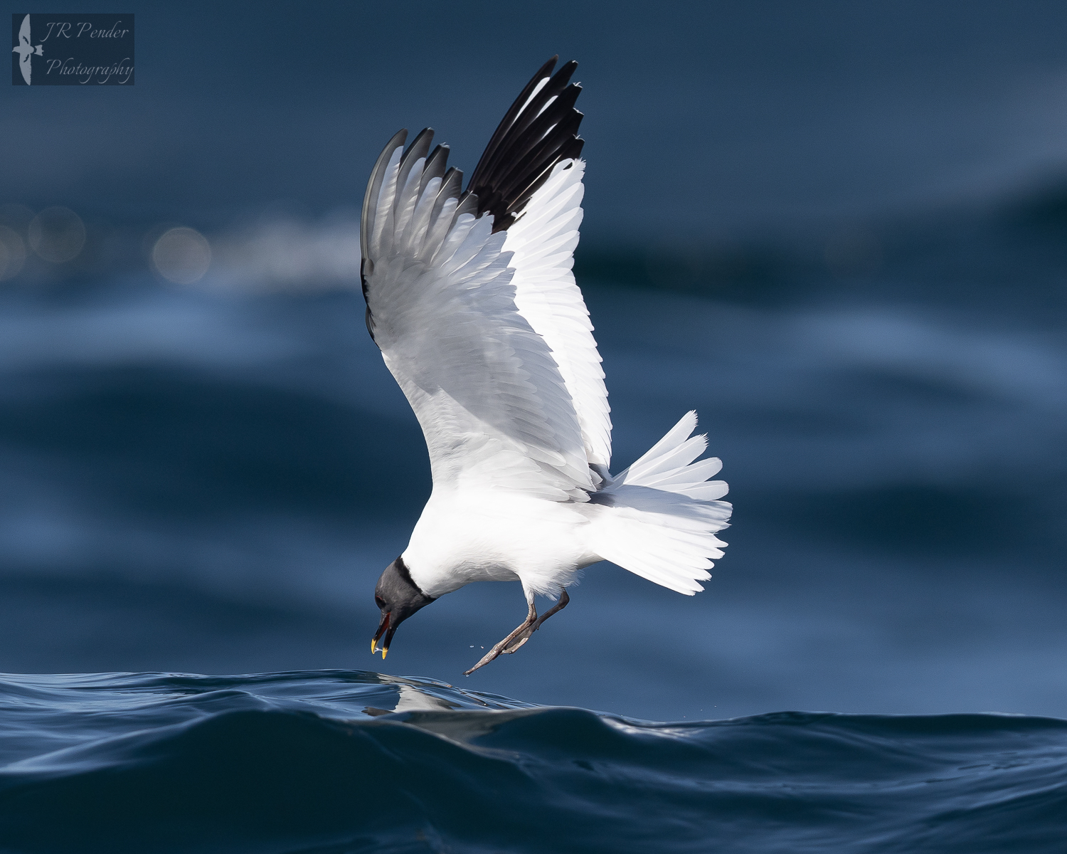 Sabine's Gull