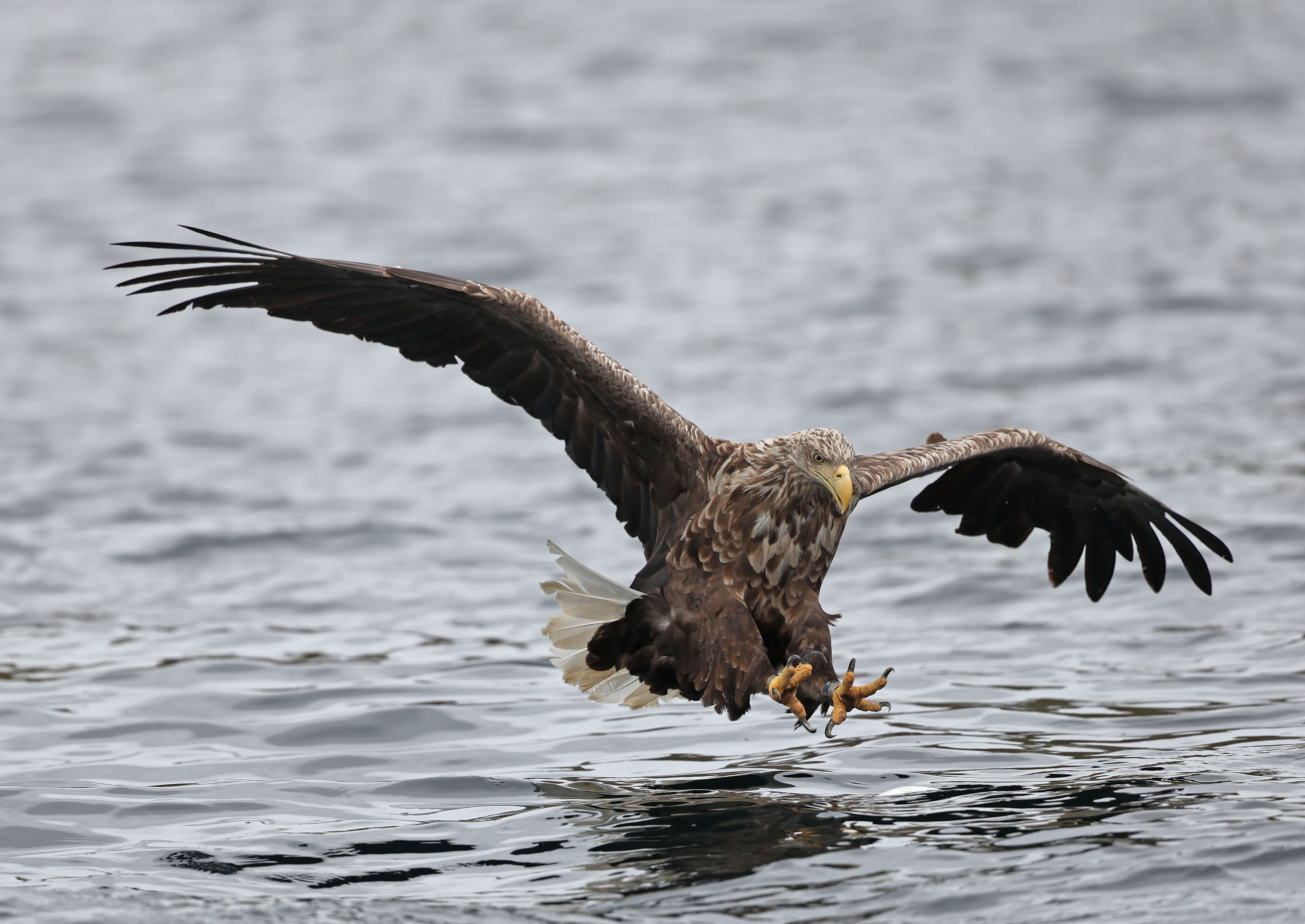 White-tailed Eagle