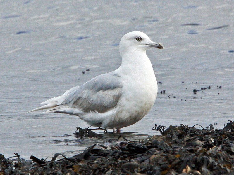 Iceland Gull