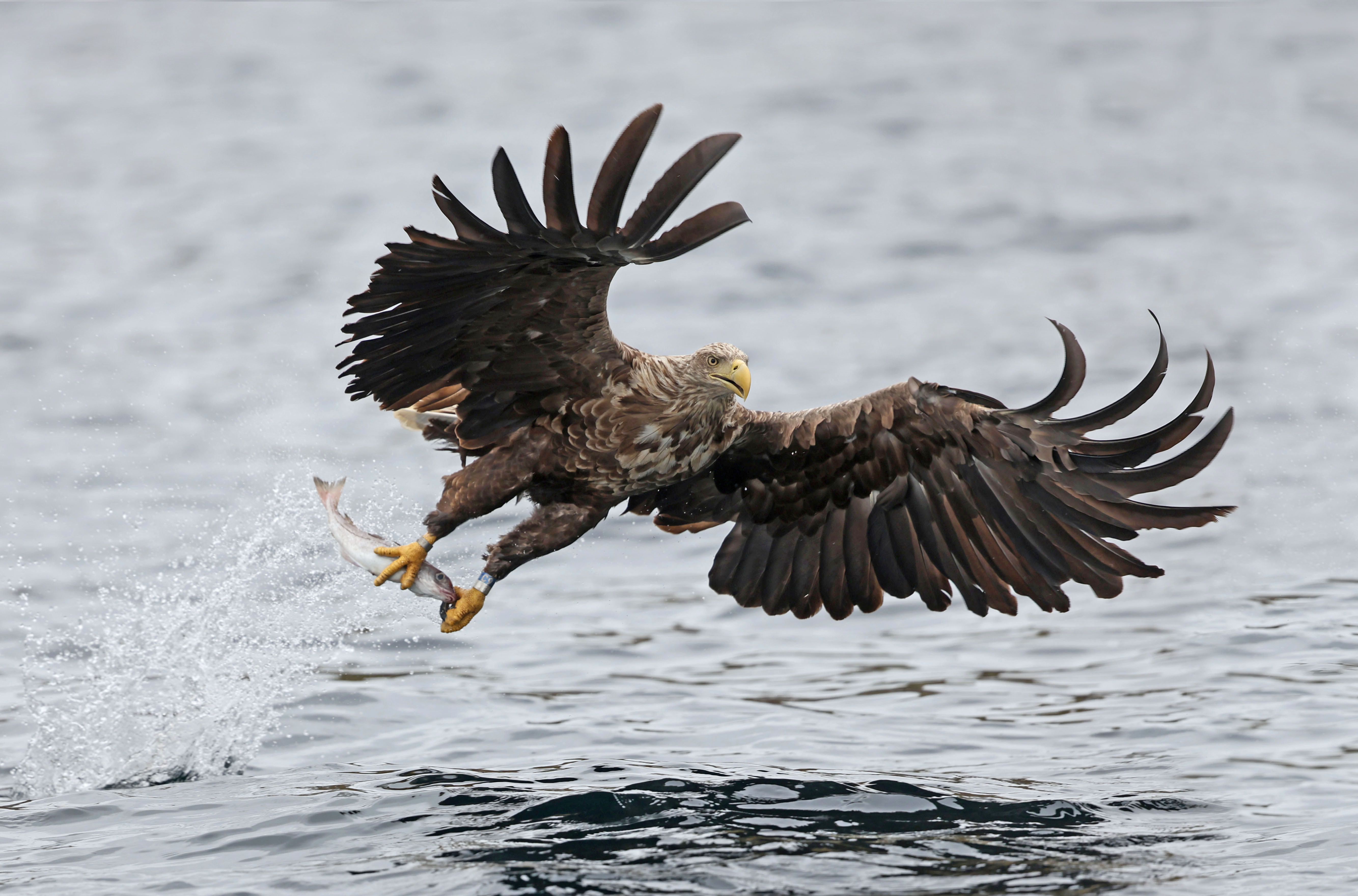 White-tailed Eagle