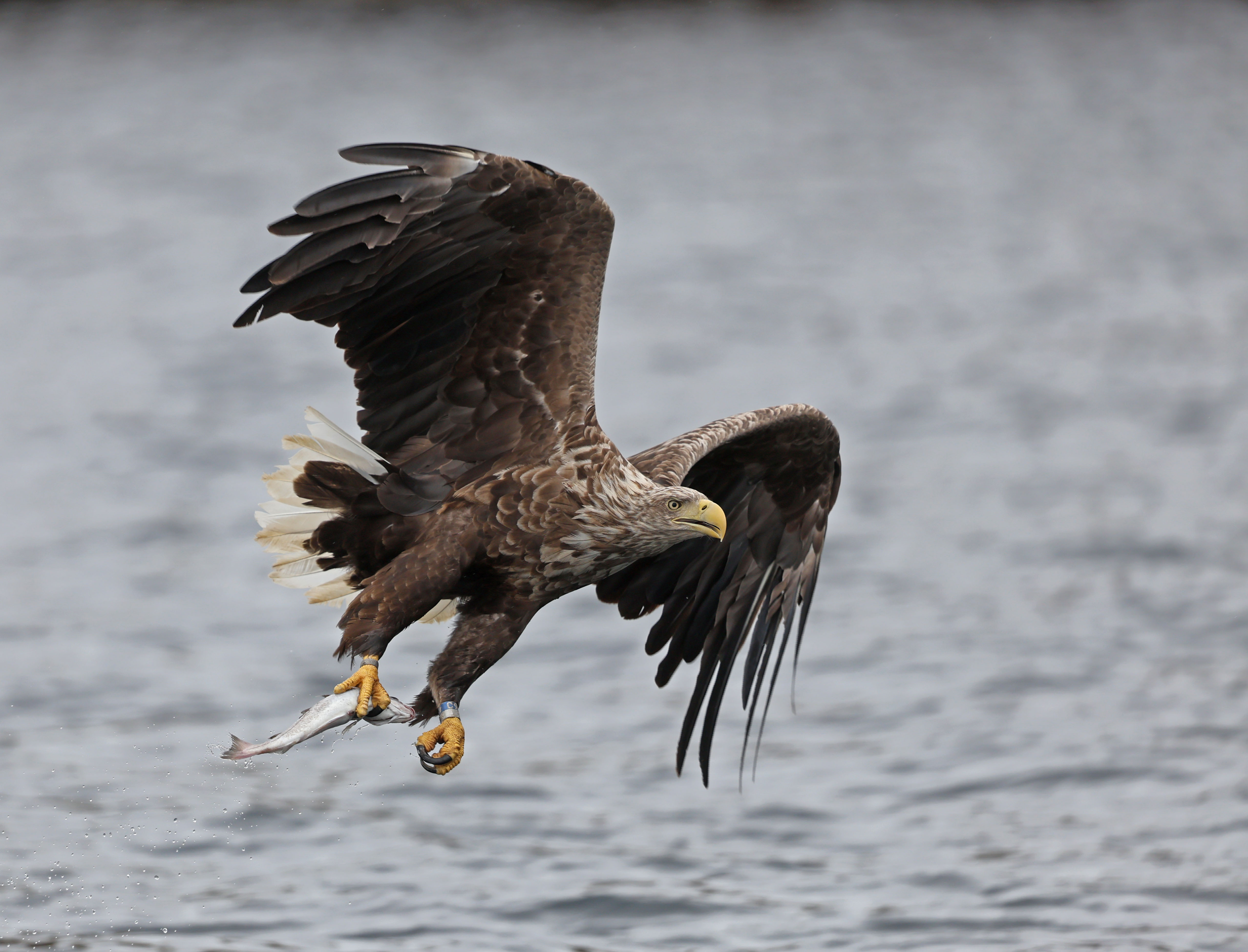 White-tailed Eagle