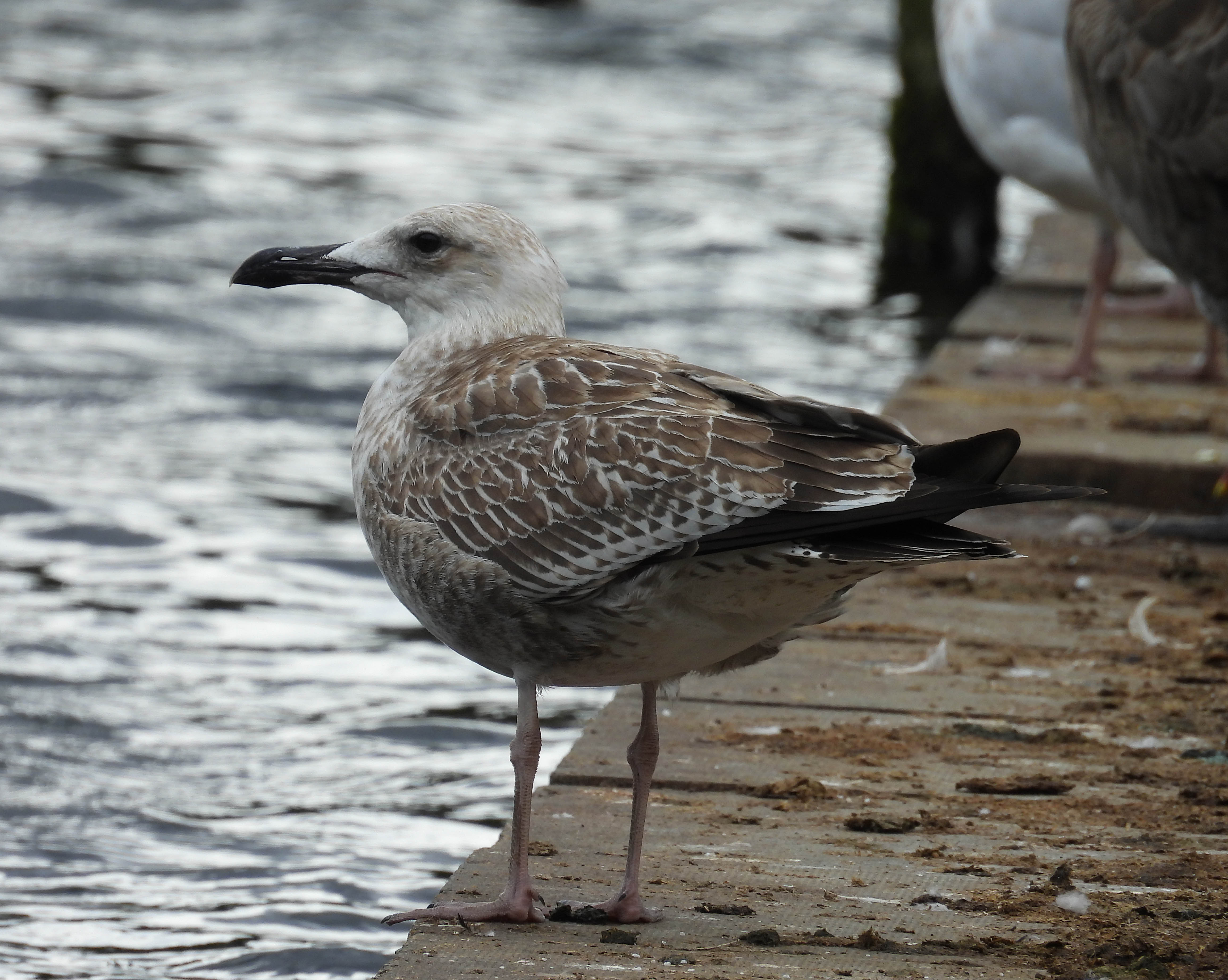 Caspian Gull
