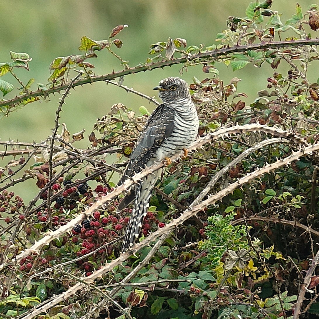 Cuckoo