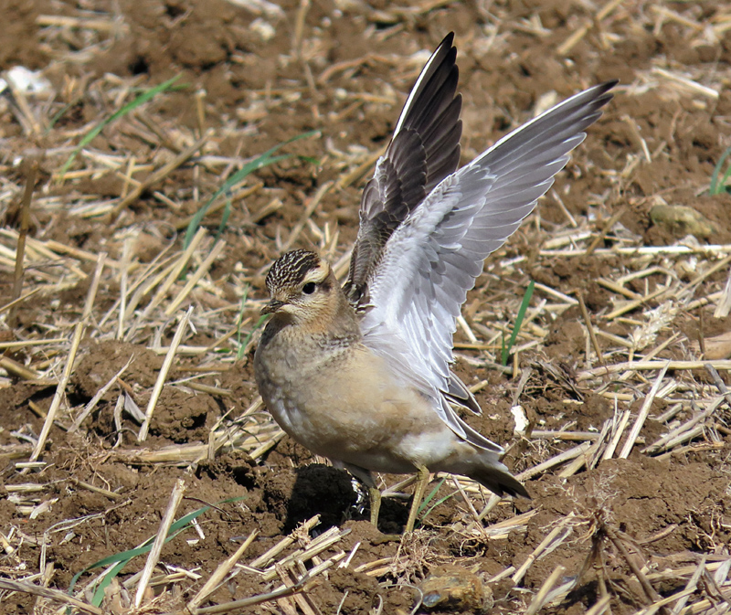Dotterel