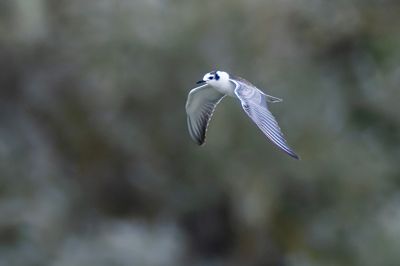 White-winged Black Tern